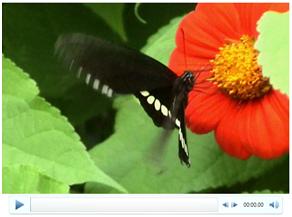 video-before-edit-on-powerpoint2010